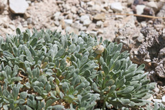 Parthenium ligulatum