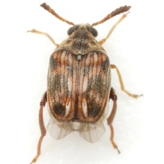 Megacerus cubiculus