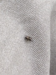 Salticidae