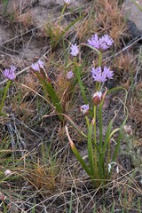 Allium lemmonii