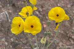 Arctomecon californica