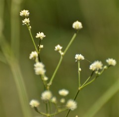 Pfaffia tuberosa