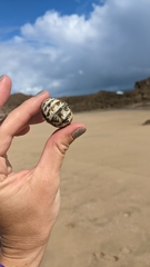 Acanthopleura granulata