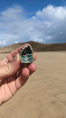 Acanthopleura granulata