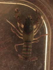 Procambarus pygmaeus