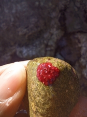 Homotrema rubrum