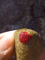 Homotrema rubrum