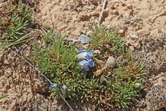 Penstemon acaulis