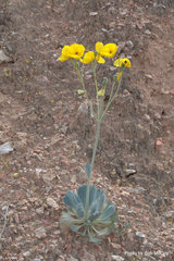 Arctomecon californica