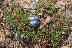 Penstemon acaulis