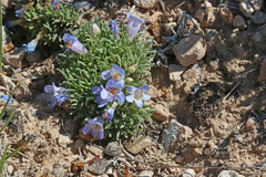 Penstemon acaulis
