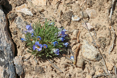 Penstemon acaulis