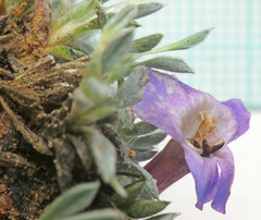 Penstemon acaulis
