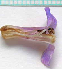 Penstemon acaulis