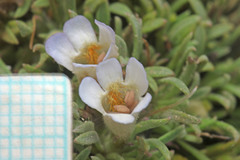 Penstemon acaulis