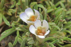Penstemon acaulis