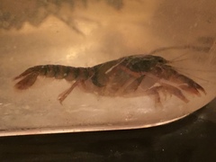 Procambarus pygmaeus