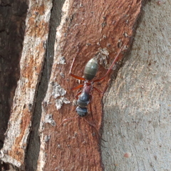 Camponotus dromas