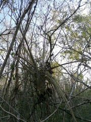 Tillandsia huamelulaensis
