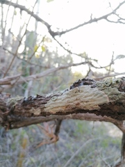 Arthoniomycetes