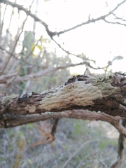 Arthoniomycetes