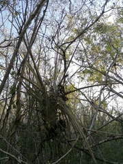 Tillandsia huamelulaensis