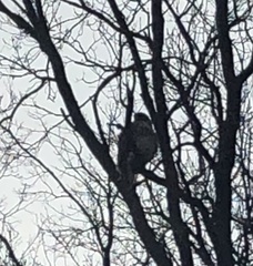 Buteo jamaicensis