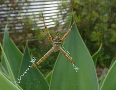 Argiope magnifica