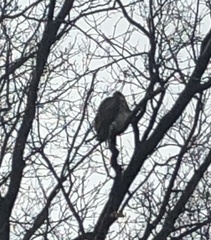 Buteo jamaicensis