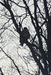 Buteo jamaicensis