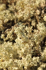 Cladonia caroliniana