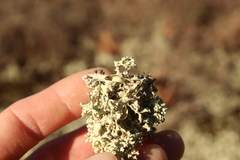 Cladonia caroliniana