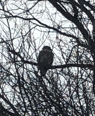 Buteo jamaicensis