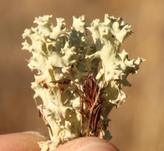 Cladonia caroliniana