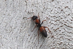 Opisthopsis