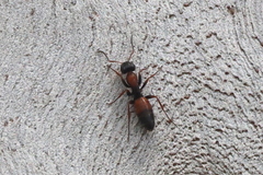 Opisthopsis
