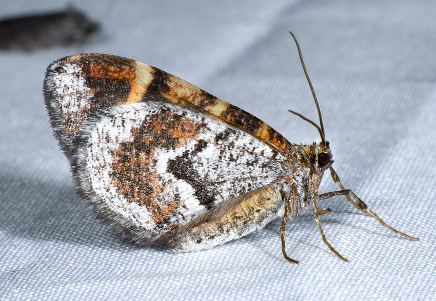 Stamnodes coenonymphata