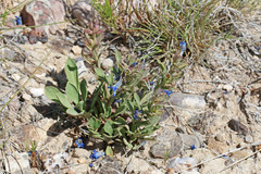 Penstemon dolius duchesnensis