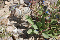 Penstemon dolius duchesnensis