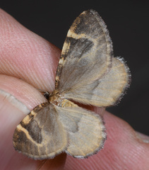 Stamnodes coenonymphata