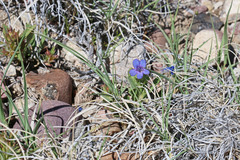 Penstemon dolius duchesnensis