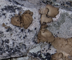 Lasallia pensylvanica