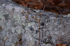 Lasallia pensylvanica