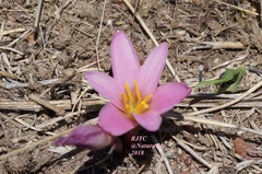 Zephyranthes brevipes