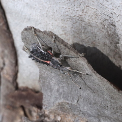 Leptopius clavus