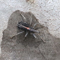 Leptopius clavus