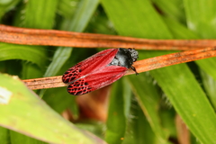 Mahanarva rubripennis