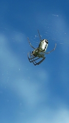 Leucauge volupis