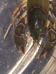 Procambarus pygmaeus