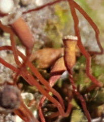 Pogonatum brachyphyllum
